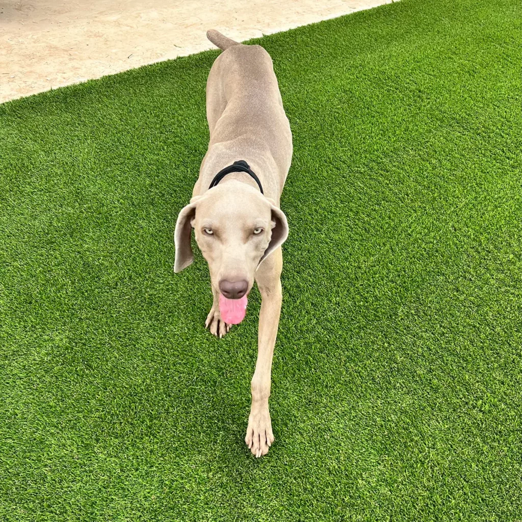 K9Grass Puppy Play Installation for Brownwood Pet Owners