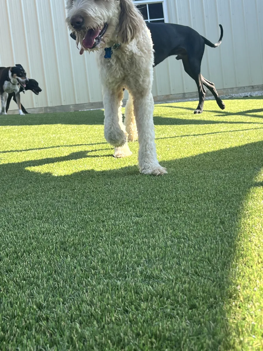 K9Grass Elite