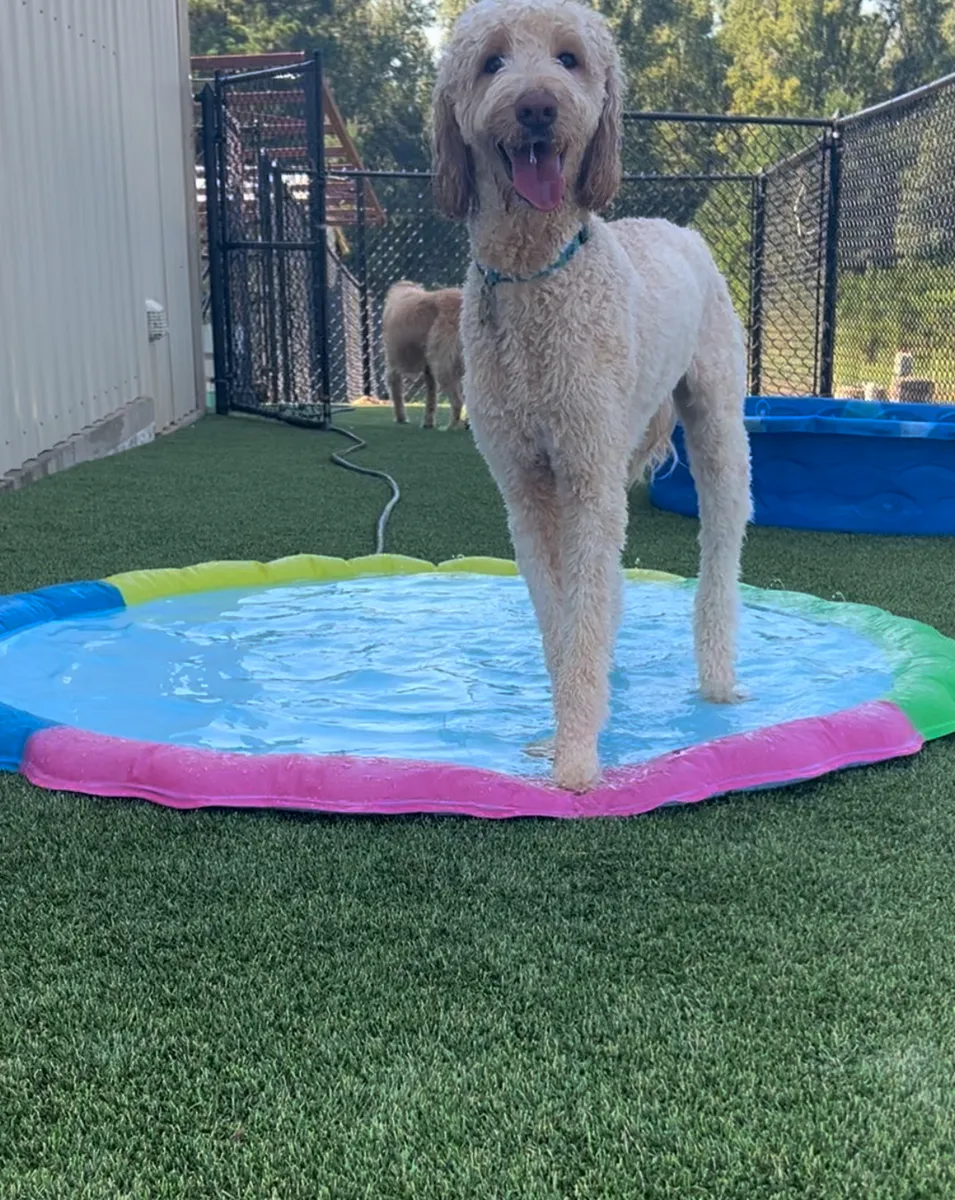 K9Grass Elite