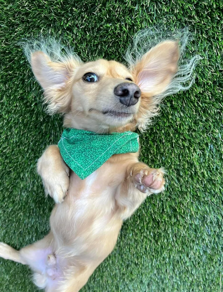 K9Grass Elite