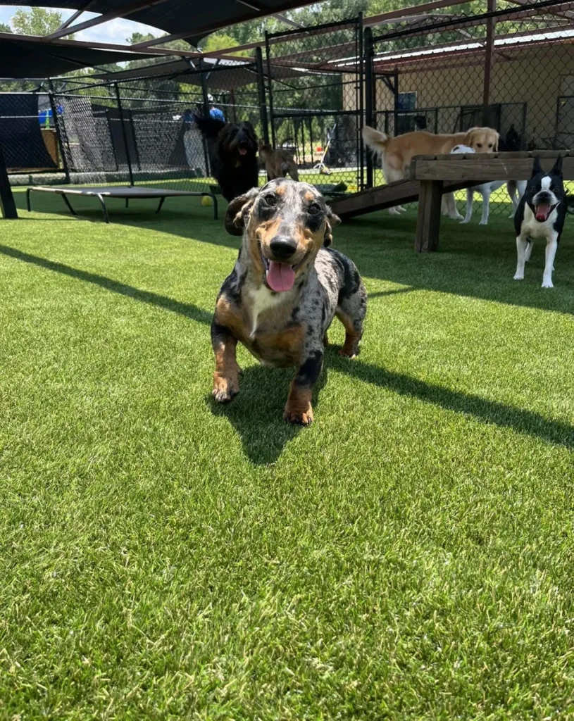 K9Grass Elite Installation for Pollok Pet Care Facility
