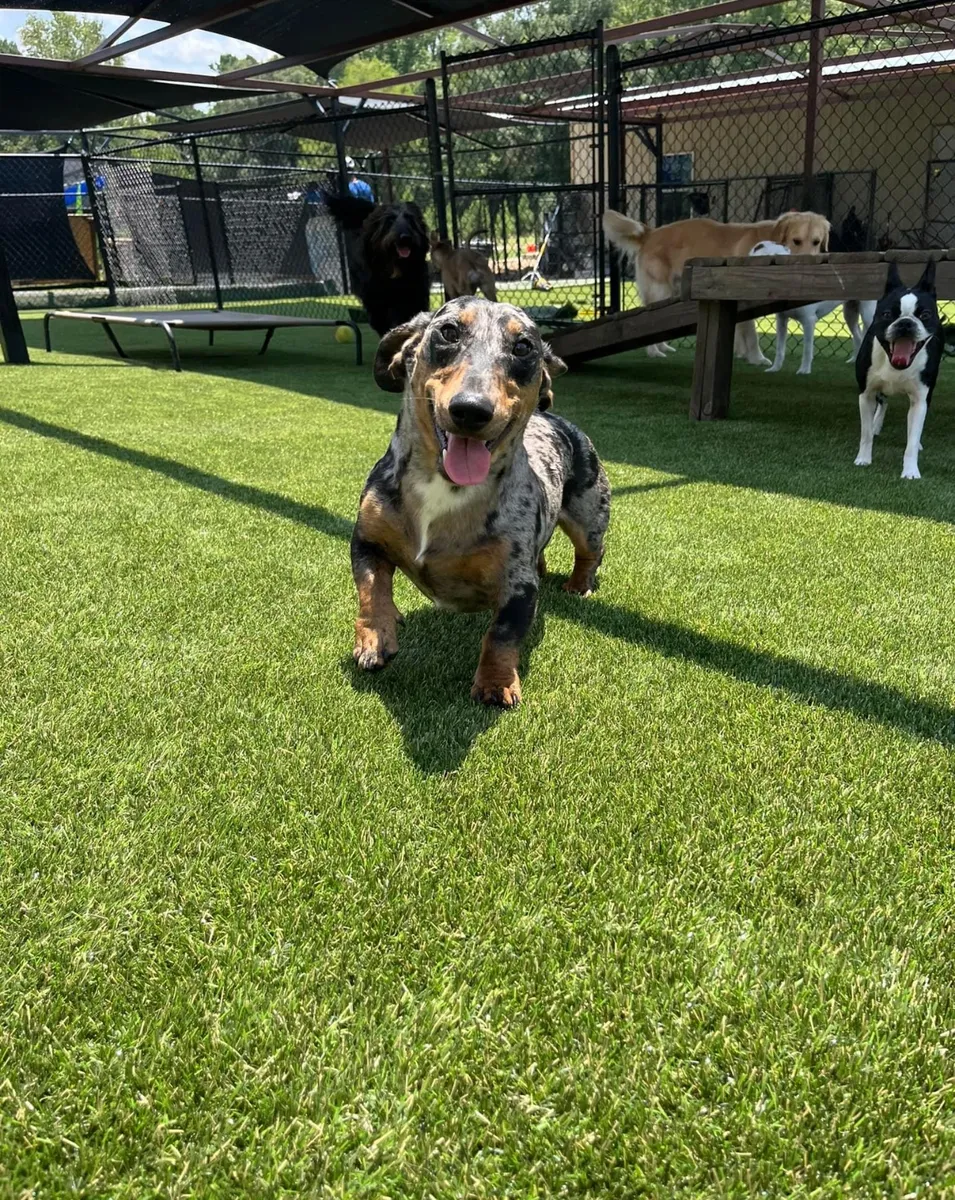 Featured image for “K9Grass: Transforming Dog Facilities with Innovative Synthetic Turf”